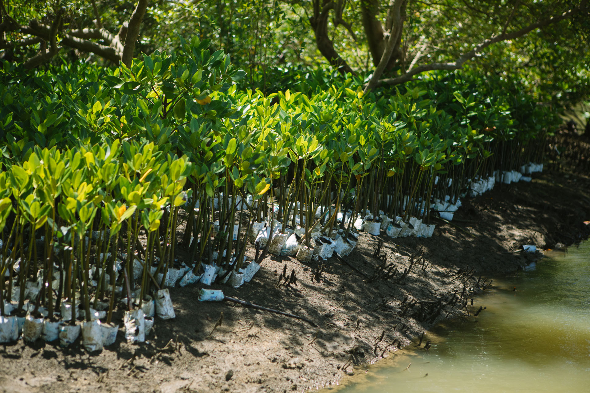 Protecting biodiversity through Mangrove restoration in Brazil